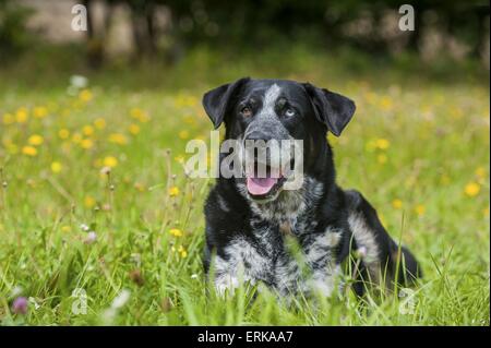 liegenden Louisiana Catahoula Leopard Dog Stockfoto