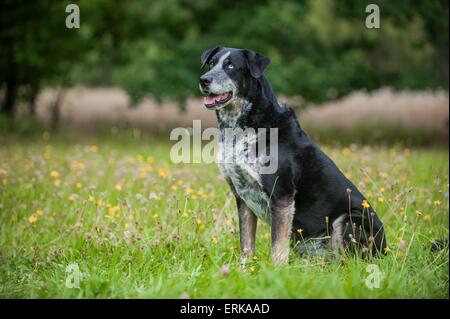 Louisiana Catahoula Leopard Dog sitzen Stockfoto