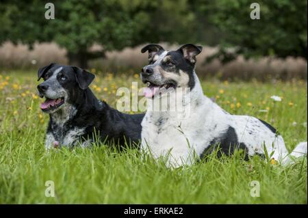 2 Louisiana Catahoula Leopard Dogs Stockfoto