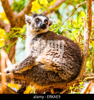 Lemur auf Ästen sitzend Stockfoto