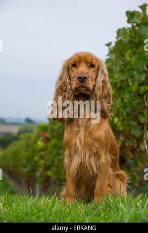 English Cocker Spaniel sitzend Stockfoto