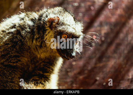 Closeup Portrait der Rotbauch-Lemur sitzend auf Holzplatte im zoo Stockfoto