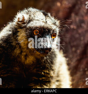 Closeup Portrait der Rotbauch-Lemur sitzend auf Holzplatte im zoo Stockfoto