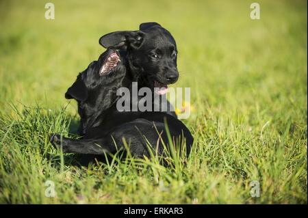 Labrador Retriever Welpen Stockfoto