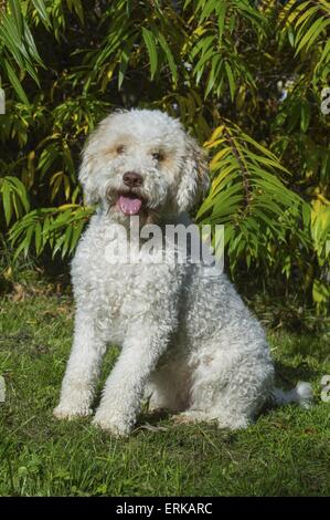 Lagotto Romagnolo sitzen Stockfoto