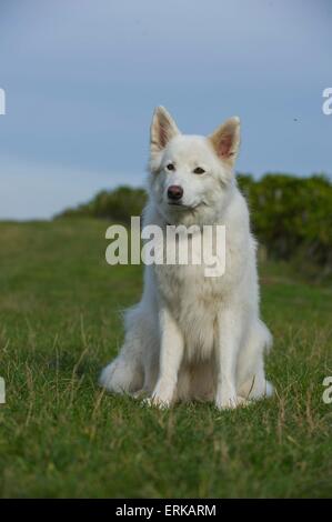 sitzen-Mischling Stockfoto