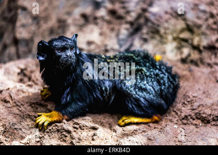 Rot schwarz Affe Tamarin sitzen auf Stein im Zoo übergeben Stockfoto