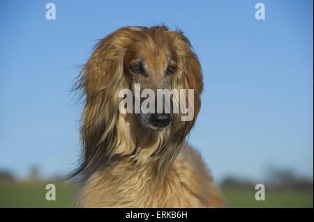 Afghanische Portrait Stockfoto