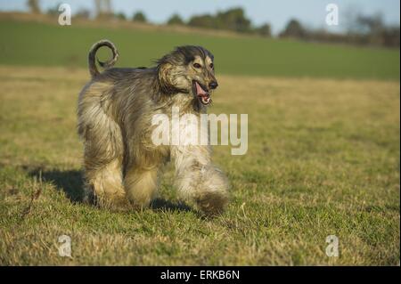 Fuß Afghan Stockfoto