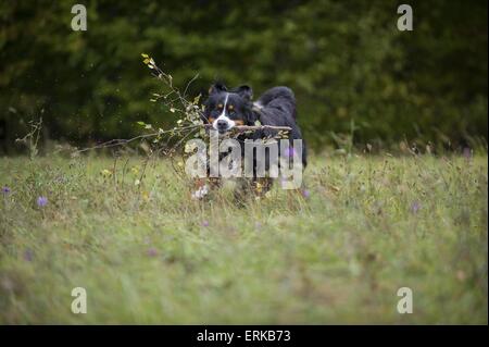 Berner Sennenhund spielen Stockfoto
