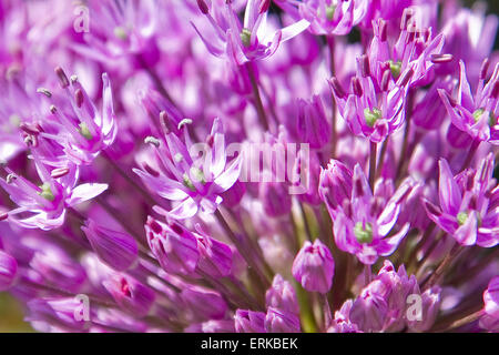 Lila Allium Giganteum Blume Nahaufnahme Stockfoto