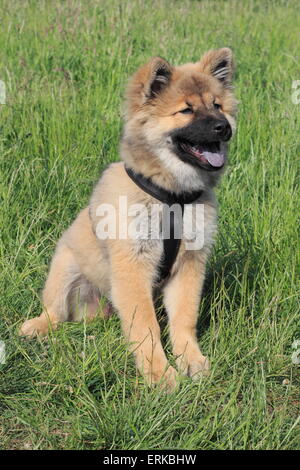 Eurasier Welpen, 17 Wochen, sitzen auf der Wiese Stockfoto