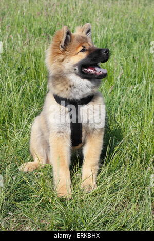 Eurasier Welpen, 17 Wochen, sitzen auf der Wiese Stockfoto