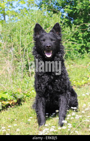 Mudi, ungarischer Hirtenhund, 3 Jahre, sitzt in einer Wiese, North Rhine-Westphalia, Deutschland Stockfoto