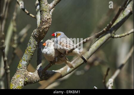 Zebrafinken Vogel Park Marlow Stockfoto