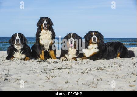 4 Berner Sennenhunde Stockfoto