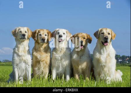 5 golden Retriever Stockfoto