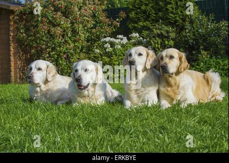 4 golden Retriever Stockfoto