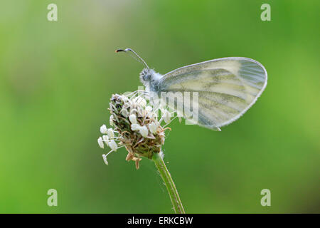 Holz weiß Schmetterling auf Saatgut Kopf thront Stockfoto