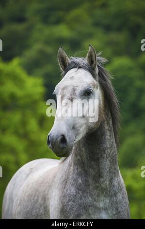 Lipizzaner-Portrait Stockfoto