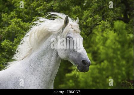 Lipizzaner-Portrait Stockfoto