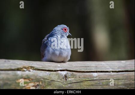 Diamant Taube Vogel Park Marlow Stockfoto