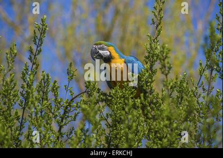 Blau und gold Ara Vogel Park Marlow Stockfoto