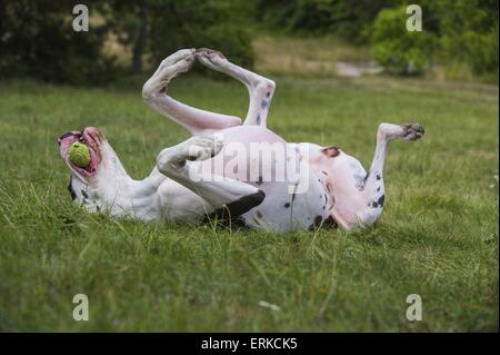 rollende Deutsche Dogge Stockfoto