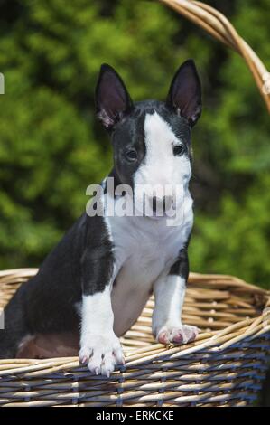 Miniatur Bullterrier Stockfoto