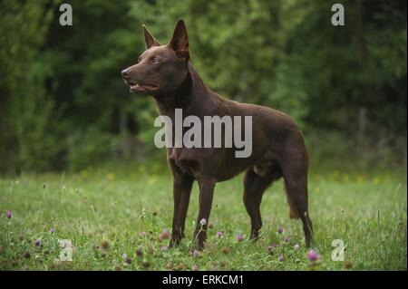 Australischer Kelpie Stockfoto