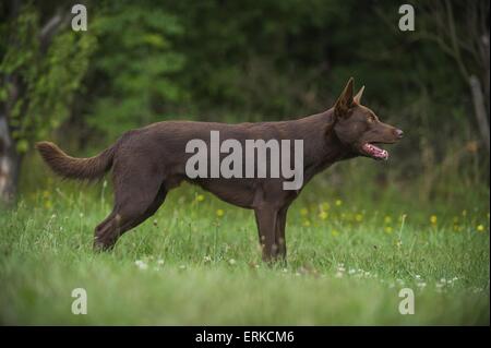 Australischer Kelpie Stockfoto