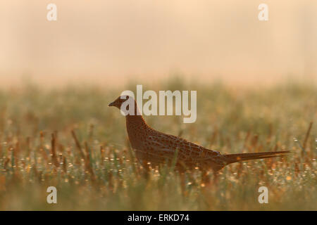 Fasan (Phasianus Colchicus), weibliche Hintergrundbeleuchtung auf einer Wiese, mittlere Elbe-Biosphärenreservat, Sachsen-Anhalt, Deutschland Stockfoto