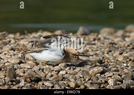 Flussuferläufer (Actitis Hypoleucos), bedrohliche Haltung, mittlere Elbe-Biosphärenreservat, Sachsen-Anhalt, Deutschland Stockfoto