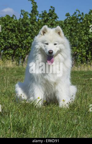 Samojede sitzen Stockfoto