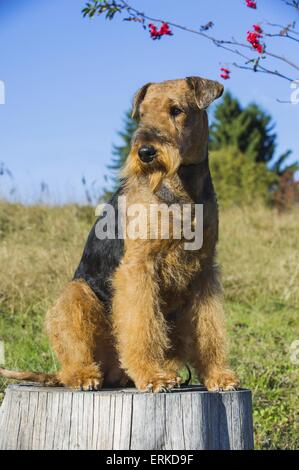 Airedale Terrier sitzend Stockfoto