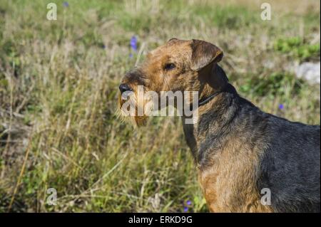 Airedale Terrier Portrait Stockfoto