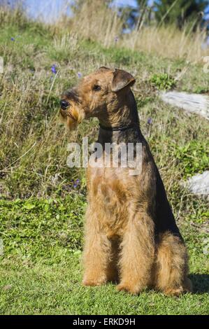 Airedale Terrier sitzend Stockfoto