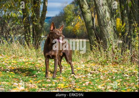stehende Australian Kelpie Stockfoto