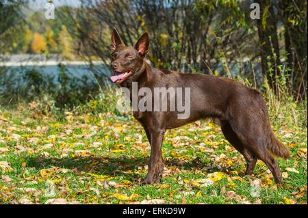 stehende Australian Kelpie Stockfoto