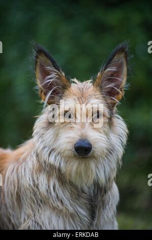 Berger Picard Hund Portrait Stockfoto