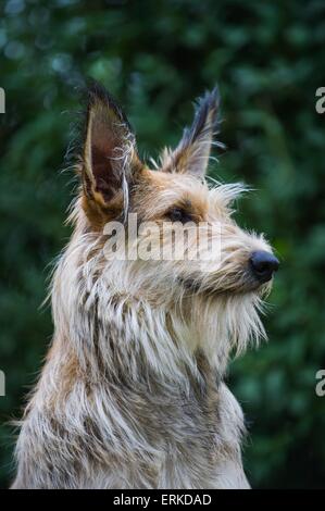 Berger Picard Hund Portrait Stockfoto