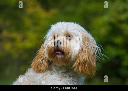 Cavapoo Portrait Stockfoto