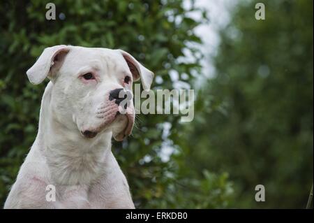 Dogo Argentino Portrait Stockfoto