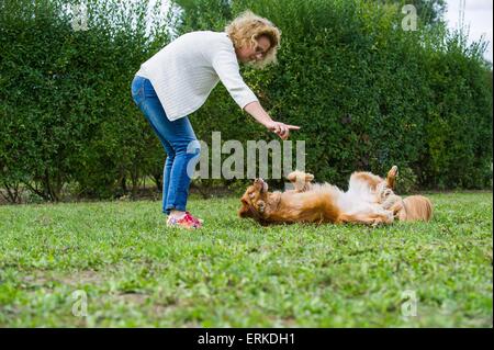 Nova Scotia Duck Tolling Retriever zeigt trick Stockfoto