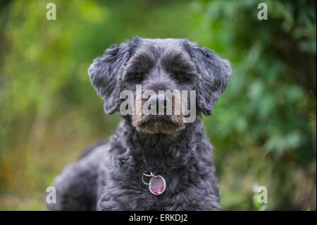 Tibet Terrier Portrait Stockfoto