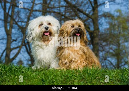 2 Havaneser Stockfoto