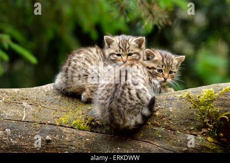 Europäische Wildkatze (Felis Silvestris Silvestris), Kätzchen, Langenberg, Langnau, Schweiz Stockfoto