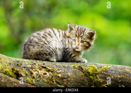 Europäische Wildkatze (Felis Silvestris Silvestris), Kätzchen, Langenberg, Langnau, Schweiz Stockfoto