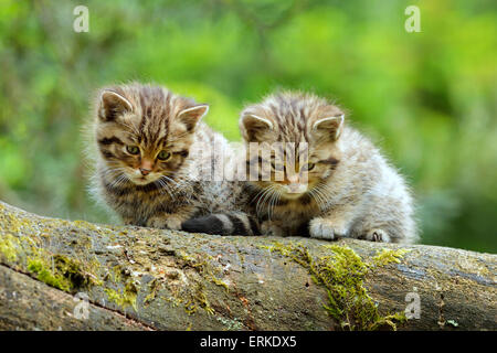 Europäische Wildkatze (Felis Silvestris Silvestris), Kätzchen, Langenberg, Langnau, Schweiz Stockfoto