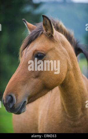 Konik-Portrait Stockfoto